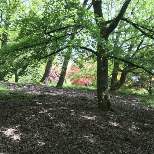 Photo of a set of maple trees in Hoyt Arboretum.