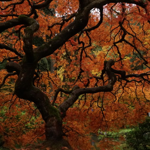 Photo of the most photographed Japanese Maple in North America at Portland Japanese Garden.