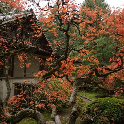 Photo of a Japanese Maple with only a few leaves still attached.
