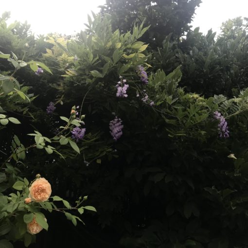 Photo of wisteria blooming at the Rose Test Garden.
