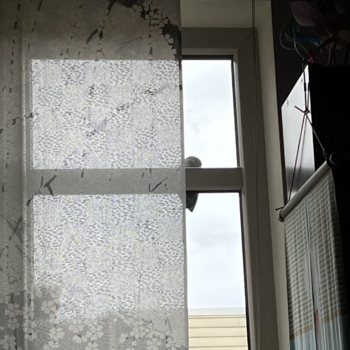 Photo of a bird sitting on the trim around a window.