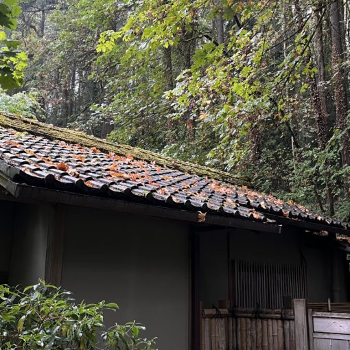 Photo of fallen leaves on the roof of the tea house at the Portland Japanese Garden.