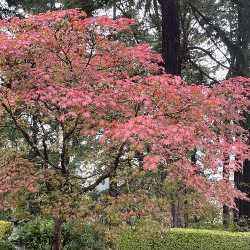 Photo of a maple at the Pavilion Overlook in a vibrant red at the Portland Japanese Garden.