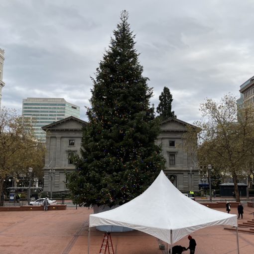 Photo of a Christmas tree at Pioneer Square.