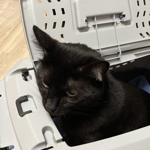 Photo of a black cat poking its head out of the top of a cat carrier.