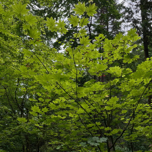 Photo of a maple tree in the Natural Garden of the Portland Japanese Garden showing several "pinwheel" or "helicopter" seeds getting ready to fall.
