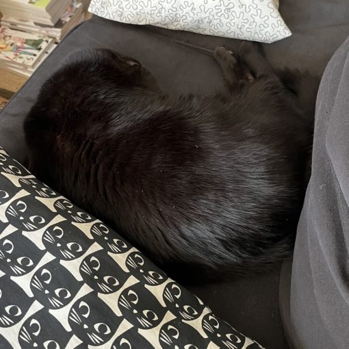 Photo of a black cat curled up into a ball on a black sofa.