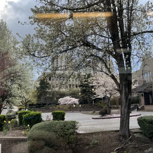 Photo of several cherry trees at the intersection of SW Harrison & Naito Parkway with petals beginning to fall.