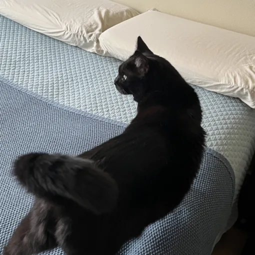 Photo of a black cat walking on a just made bed.