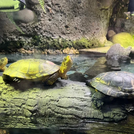 Photo of three turtles at the Oregon Zoo with the turtle in the middle looking at the camera.