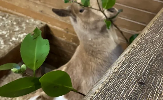 Photo of two goats eating leaves off branches left in their fence at the Oregon Zoo.