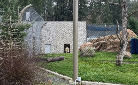 Photo of Nora the polar bear walking in to her indoor habitat at the Oregon Zoo.