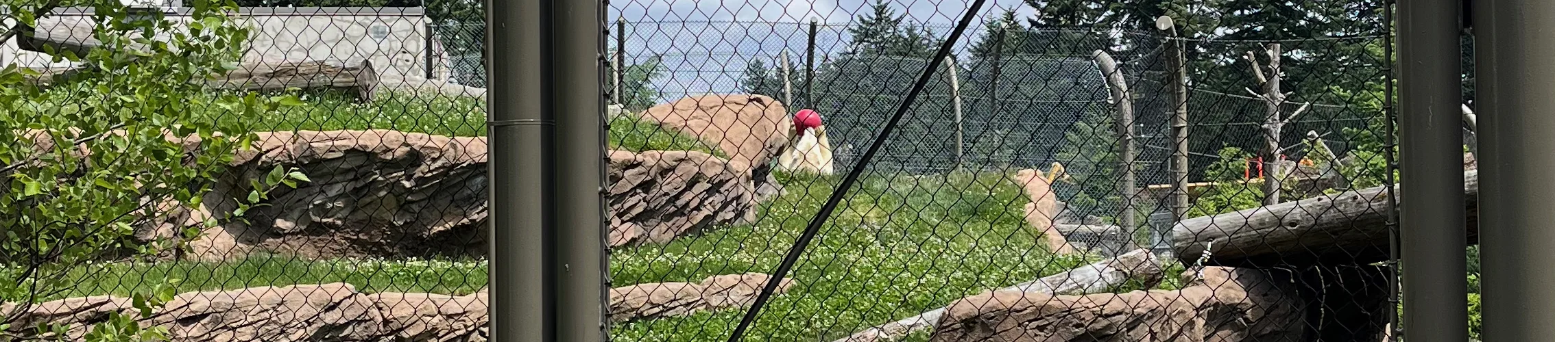 Photo of Kallik the polar bear playing with a ball while rolling in the grass in his habitat at the Oregon Zoo.