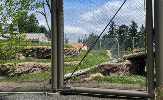 Photo of Kallik the polar bear playing with a ball while rolling in the grass in his habitat at the Oregon Zoo.