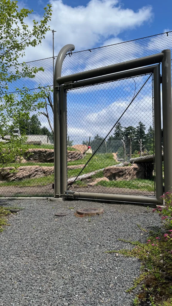 Photo of Kallik the polar bear playing with a ball while rolling in the grass in his habitat at the Oregon Zoo.