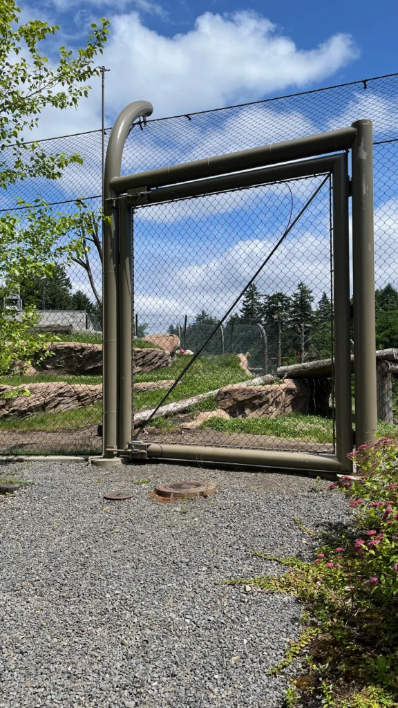 Photo of Kallik the polar bear playing with a ball while rolling in the grass in his habitat at the Oregon Zoo.