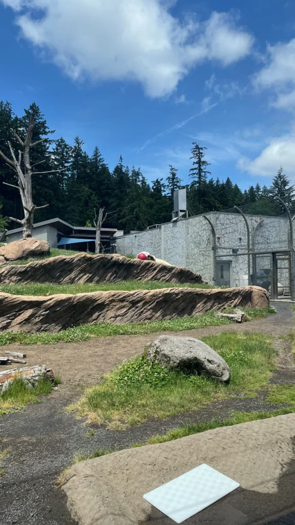 Photo of Kallik the polar bear playing with a ball while rolling in the grass in his habitat at the Oregon Zoo.