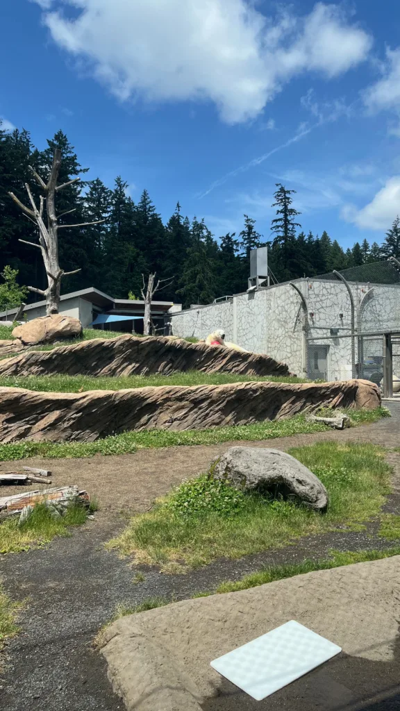 Photo of Kallik the polar bear playing with a ball while rolling in the grass in his habitat at the Oregon Zoo.
