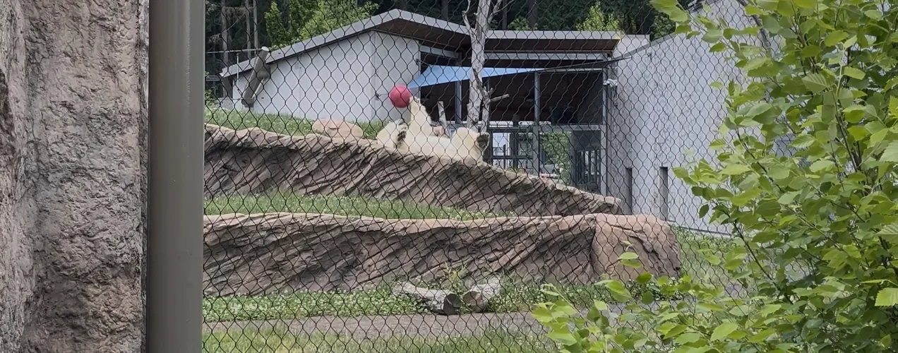 Photo of Kallik the polar bear playing with a ball in his habitat at the Oregon Zoo.
