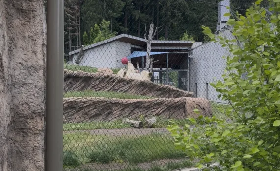 Photo of Kallik the polar bear playing with a ball in his habitat at the Oregon Zoo.