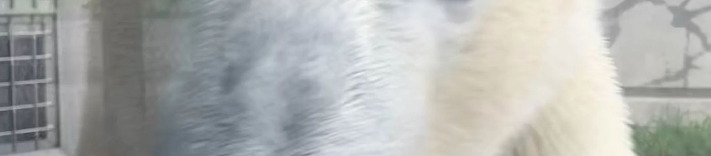 Close-up of Kallik the polar bear walking by glass in his habitat at the Oregon Zoo.