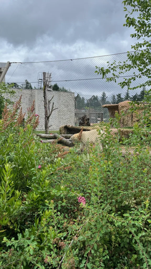 Photo of Kallik the polar bear walking along the fence line in his habitat at the Oregon Zoo.