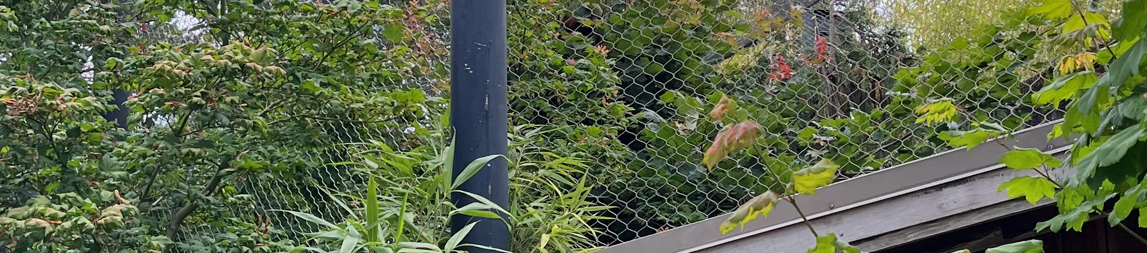 Photo of the Red Panda habitat at the Oregon Zoo. Liu, the new male Red Panda, is climbing inside a tree in the middle of the photo. A small patch of orange can be seen in the middle of the tree, which is Liu's head.