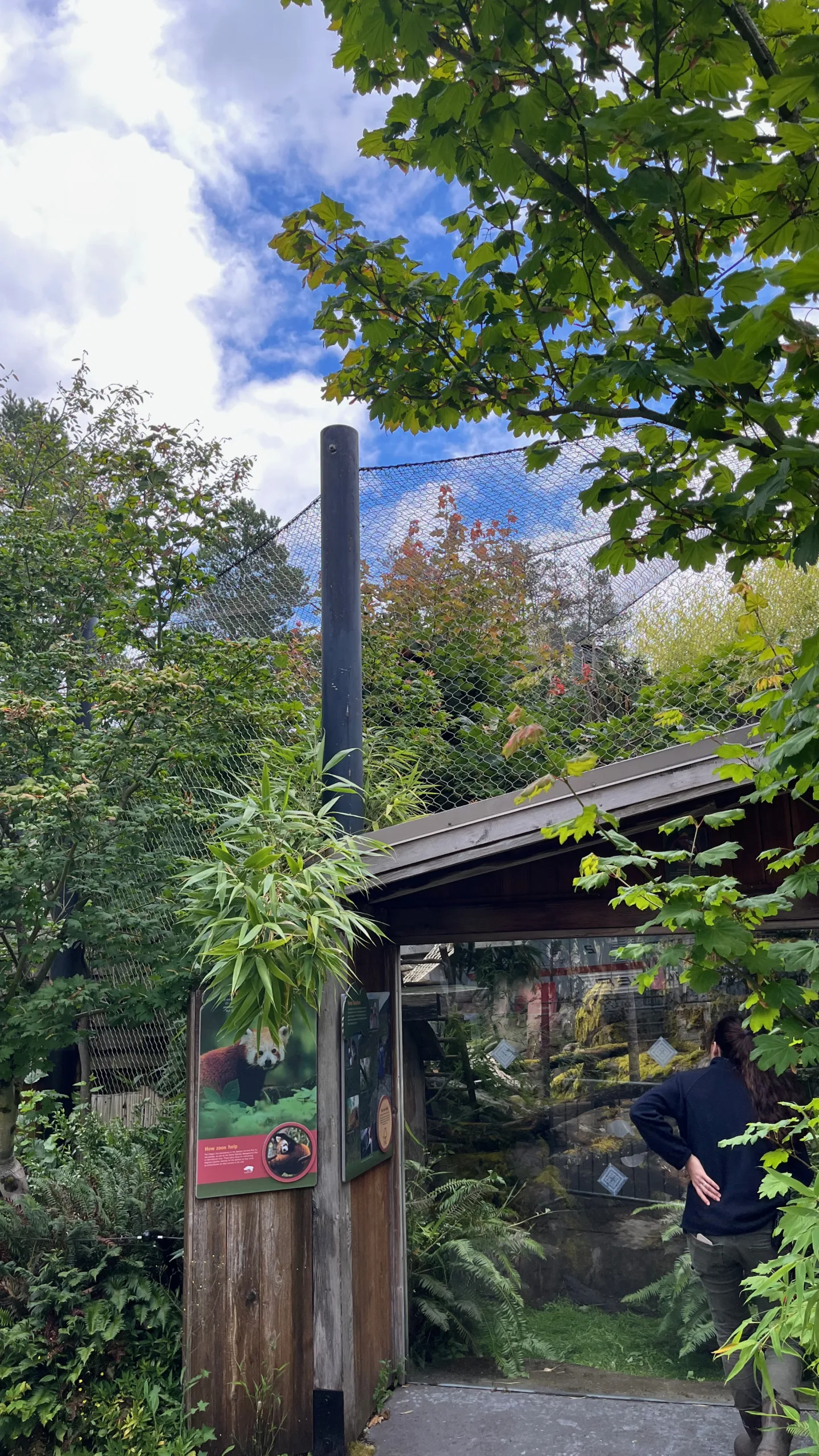 Photo of the Red Panda habitat at the Oregon Zoo. Liu, the new male Red Panda, is climbing inside a tree in the middle of the photo. A small patch of orange can be seen in the middle of the tree, which is Liu's head.