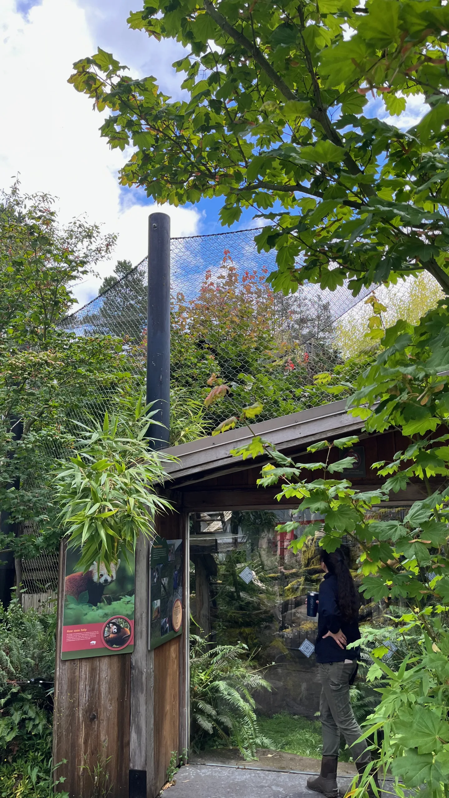 Photo of the Red Panda habitat at the Oregon Zoo. Liu, the new male Red Panda, is climbing inside a tree in the middle of the photo. A small patch of orange and white can be seen in the middle of the tree, which is one of Liu's ears.
