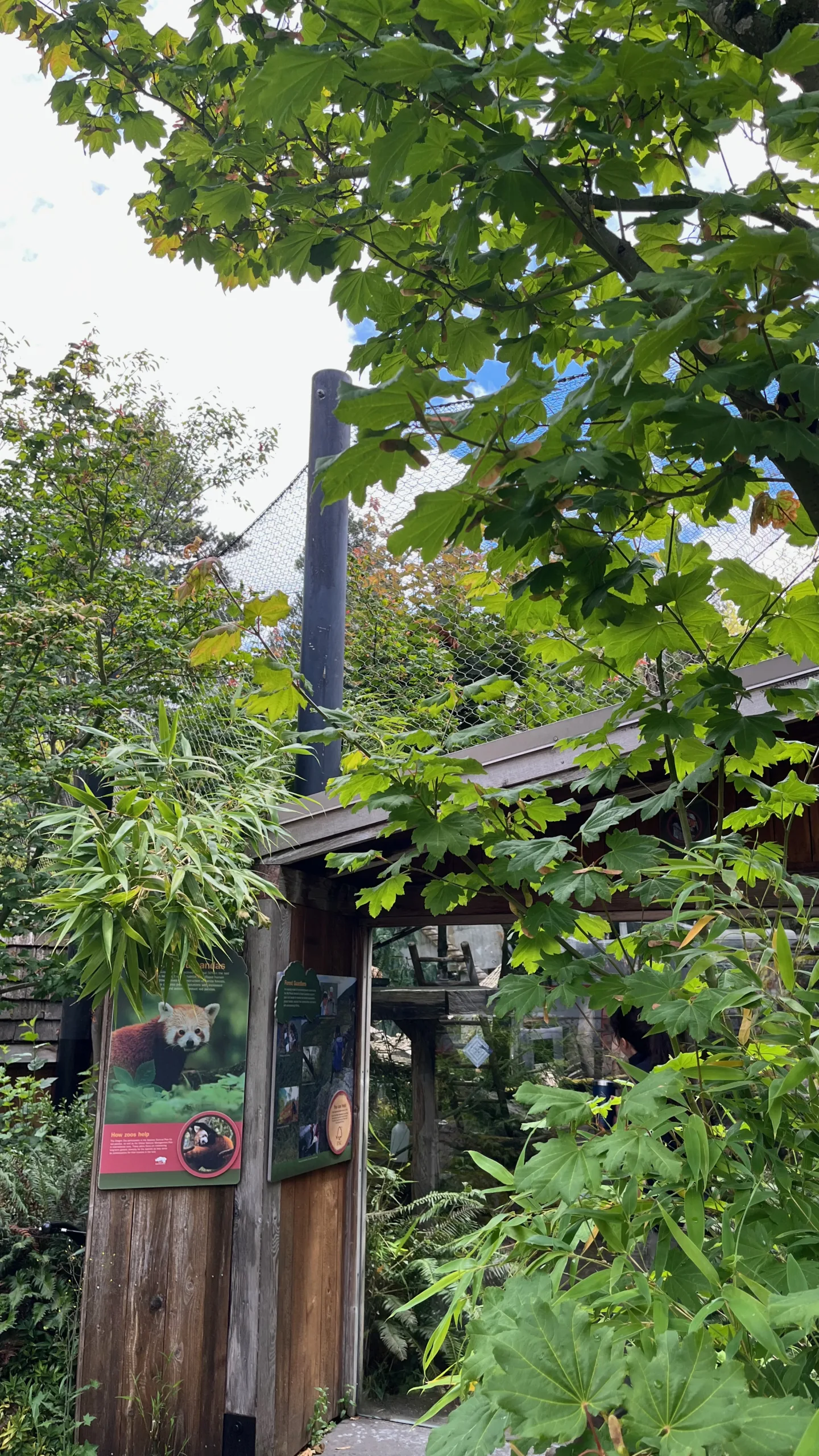 Photo of the Red Panda habitat at the Oregon Zoo. A small patch of orange in the middle in the photo is Liu, the male Red Panda, climbing a tree.