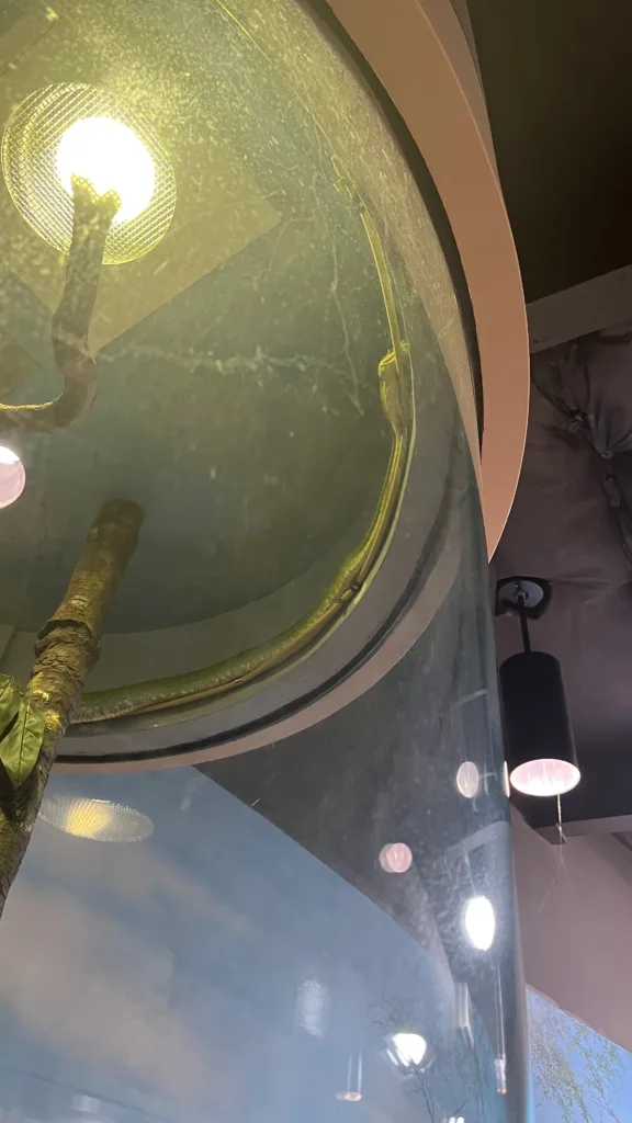 Photo of Leaf, a Green Tree Python at the Oregon Zoo, moving along the mister at the top of her habitat.